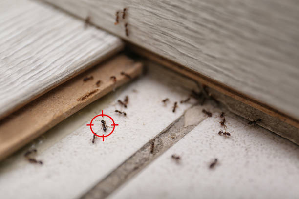 Professional Pest Control in Media, PA