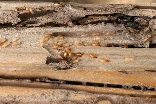 Best Flea Control Services  in Media, PA
